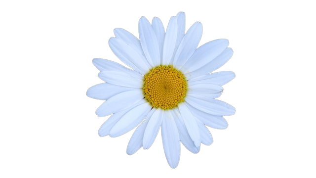 Gänseblume