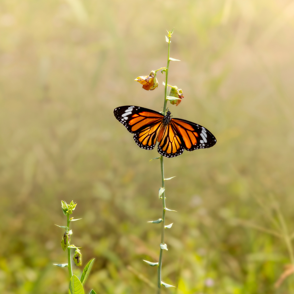Schmetterling